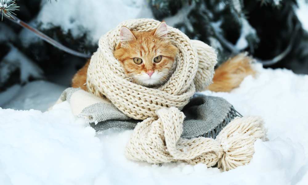 Save a Life this Winter: Build an Outdoor Cat Shelter